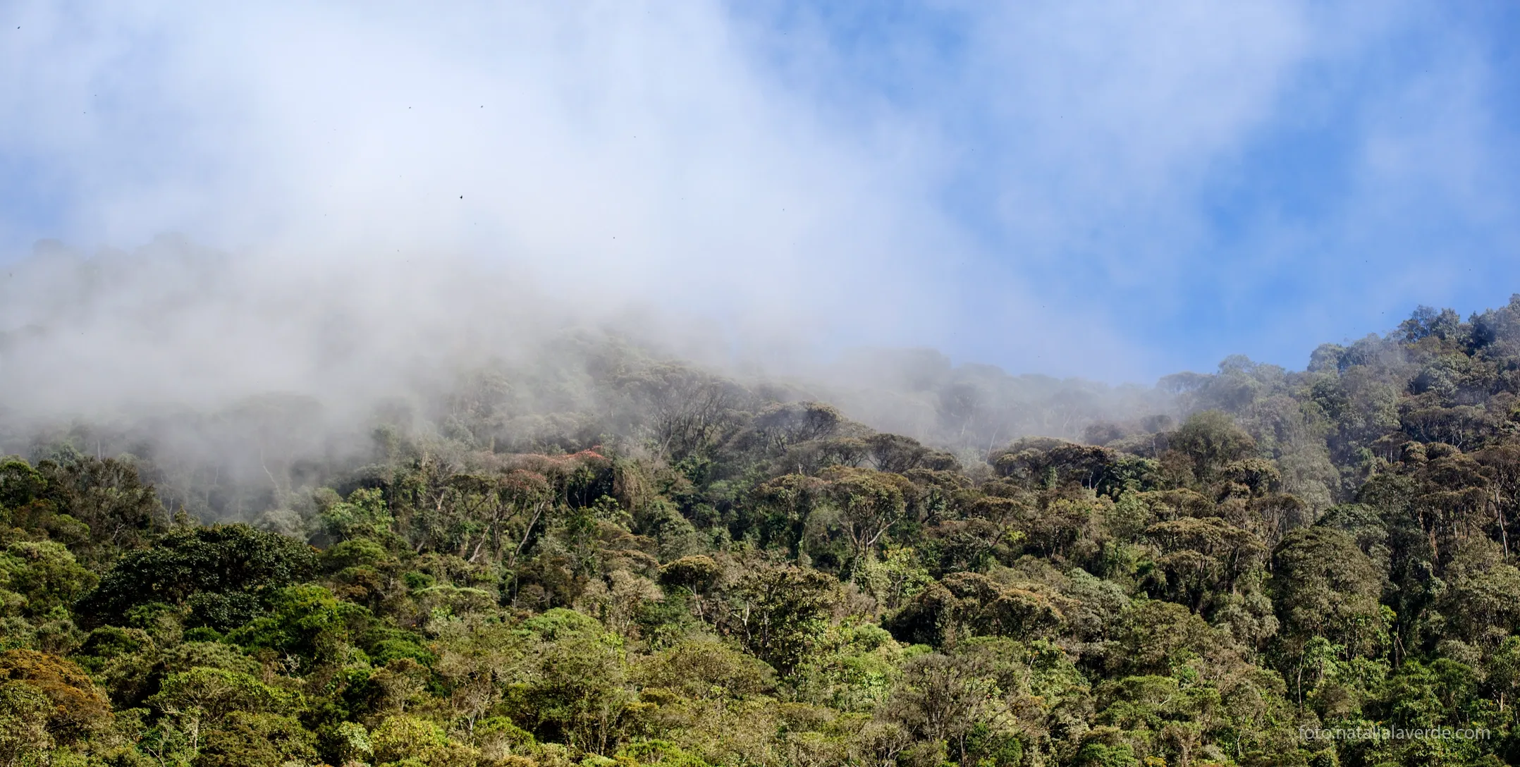 El bosque y la niebla