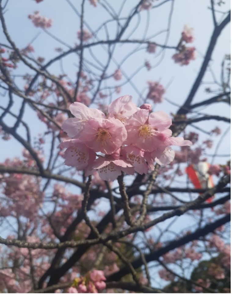 Hanami-7